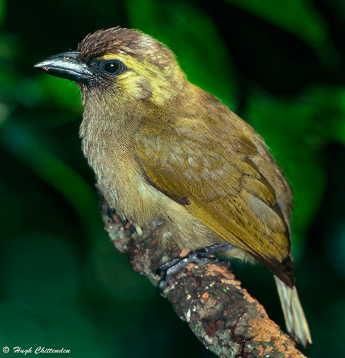 Green Barbet