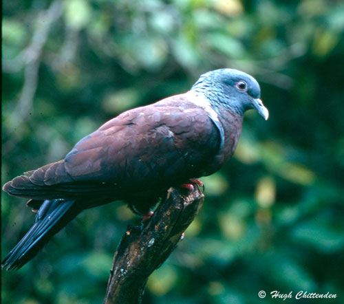 Eastern Bronze-naped Pigeon