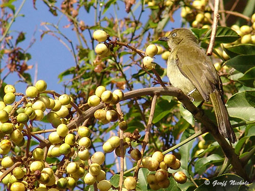 Sombre Greenbul feed on this shrub's fruit