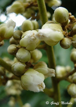 Dune Soap Berry - Deinbollia oblongifolia