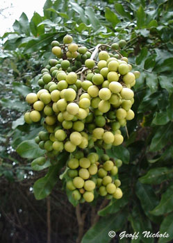 Dune Soap Berry - Deinbollia oblongifolia
