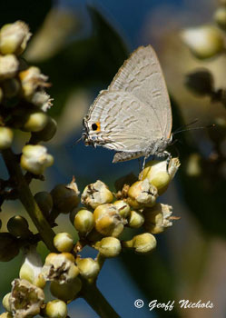 Deudorix diocles - Orange-barred Playboy