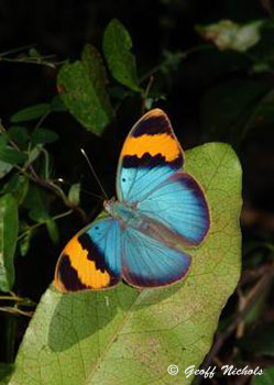 Euphaedra neophron - Gold-banded Forester