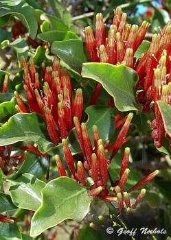 Krauss's Mistletoe