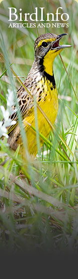 BirdInfo.co.za - Article and news on the Web