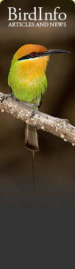 BirdInfo.co.za - Article and news on the Web