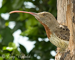 Long Sticky tongue
