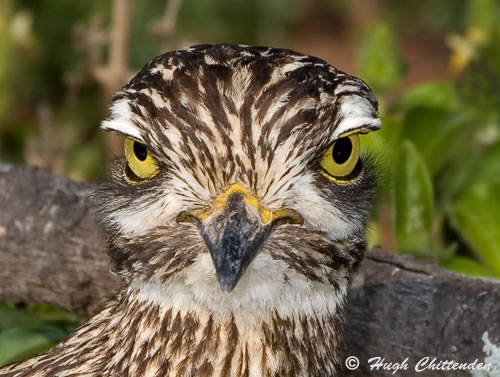 Spotted Thick-knee