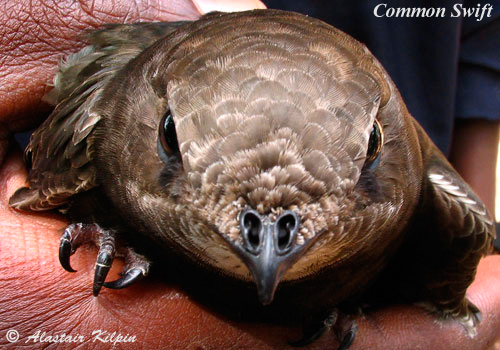 European Swift