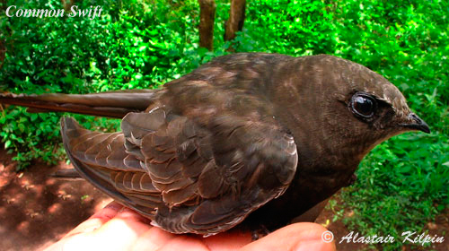 European Swift