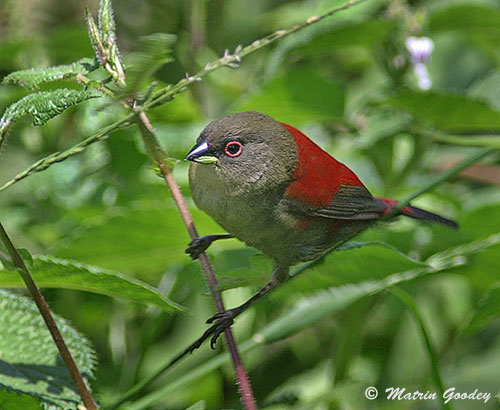 Abyssinian Crimsonwing