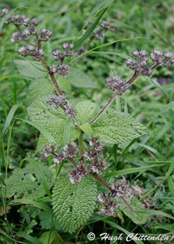 Laportea spp.