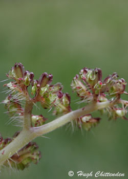 Laportea spp.