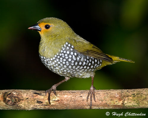 Green twinspot female