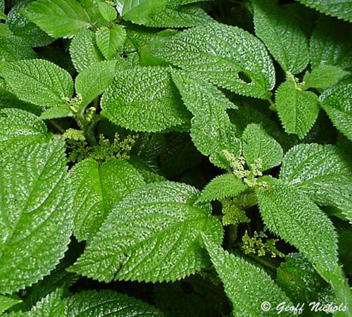 Laportea alatipes