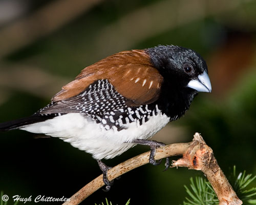 Red-backed Mannikin