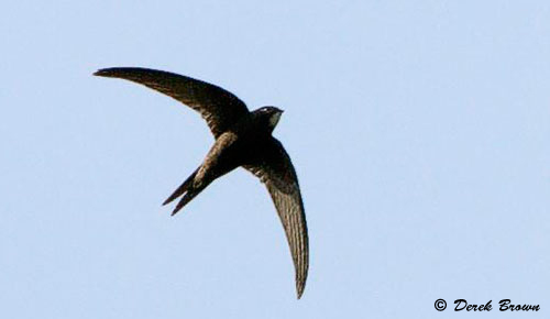Common Swift photographed by Derek Brown
