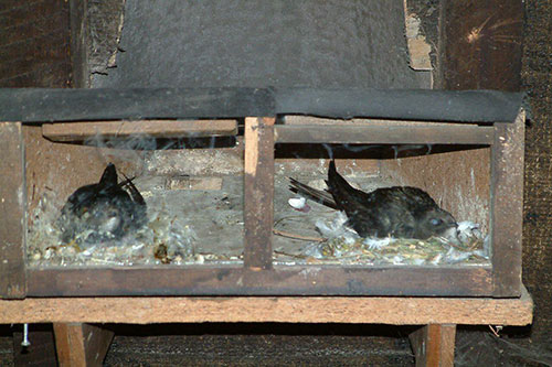 Common Swifts brooding chicks in twin type nest boxes placed at each entrance cowl