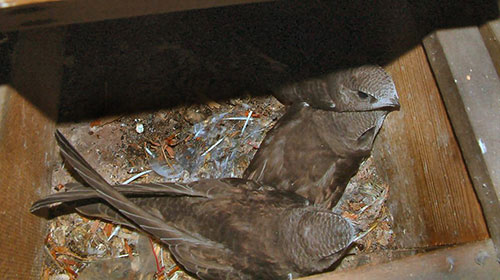 Fledgling Common Swifts
