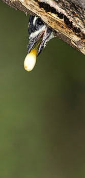 Yellow-fronted tinkerbird chick