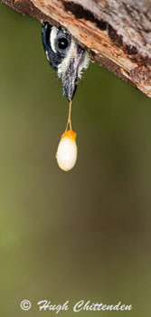 Yellow-fronted tinkerbird chick