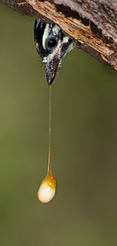 Yellow-fronted tinkerbird chick