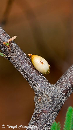 Plicosepalus kalachariensis