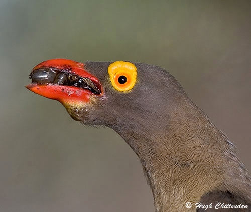 Red-billed Oxpecker with blue ticks Boophilus decoloratus