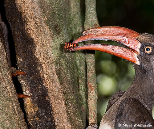 Millipede prey.
