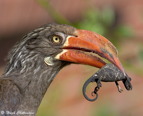 chameleon prey