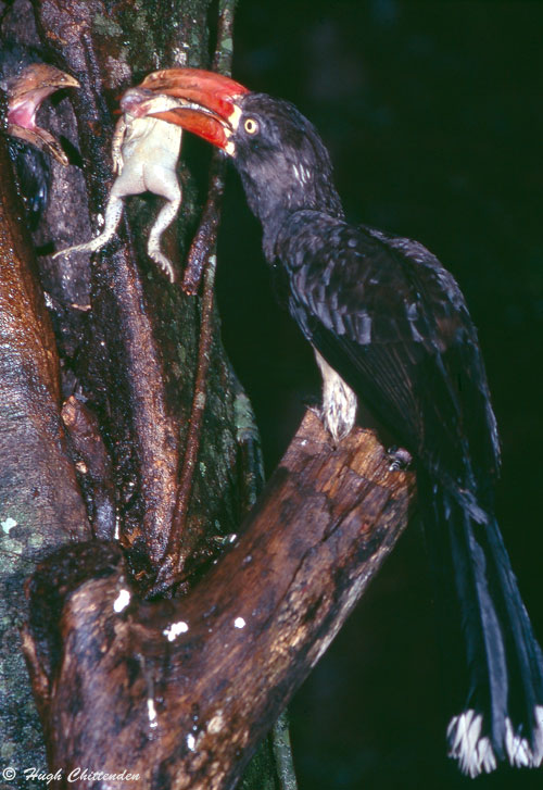 Frog Prey