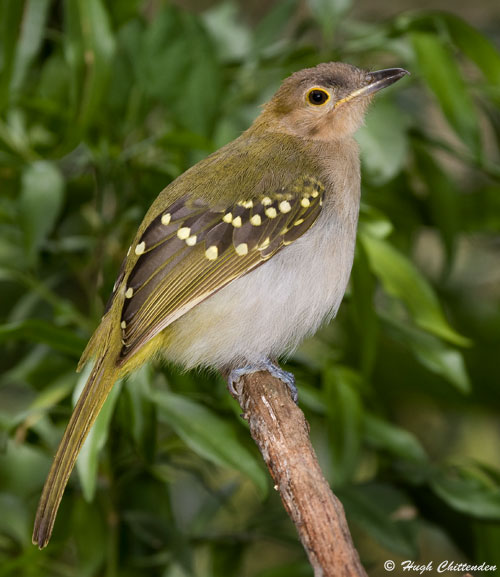 Eastern Nicator