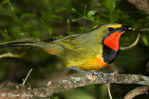 Gorgeous Bush-Shrike delivering food.