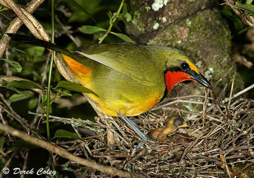 Male Gorgeous Bush-Shrike on nest