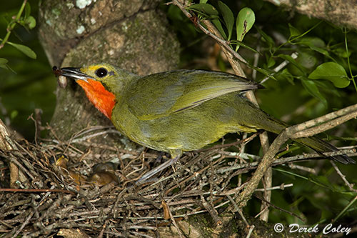 Females Gorgeous Bush-Shrike