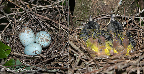 Gorgeous Bush-Shrike eggs and chicks