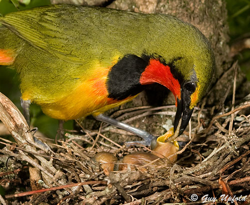 male Gorgeous Bush-Shrike feeding young