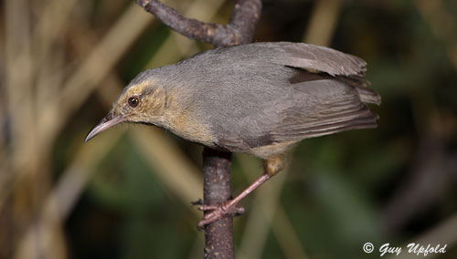 Long-billed Crombecs