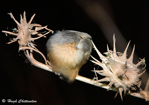 roosting Crombecs