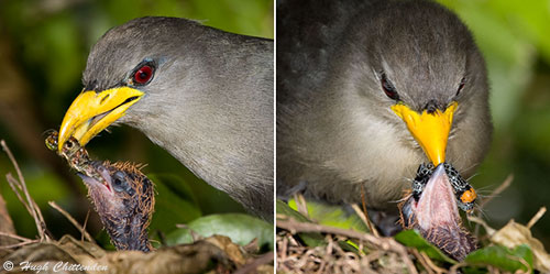 vertebrates and invertebrates. Invertebrate prey fed to chick