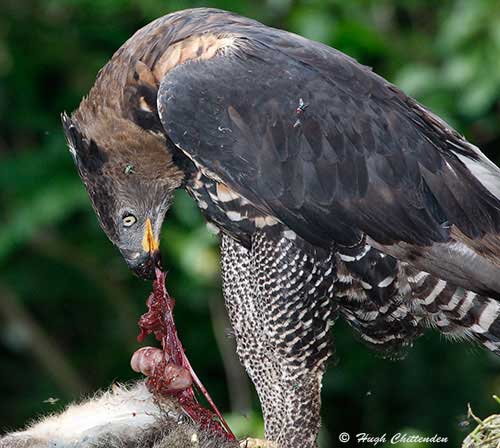 Birds start by feeding on soft stomach parts.