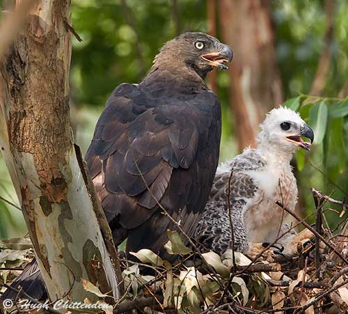 Female with Chick
