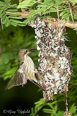 Female Purple-banded Sunbird
