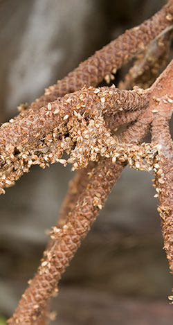 Old flower petals and cobweb