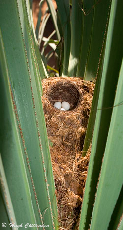nest with 3 eggs