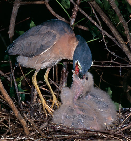 Bird Feeding Chicks