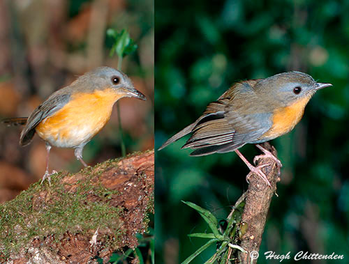 male and Female Akalat