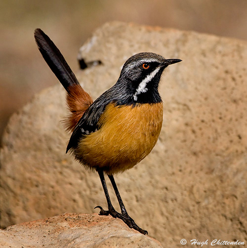 Orange-breasted Rockjumper 