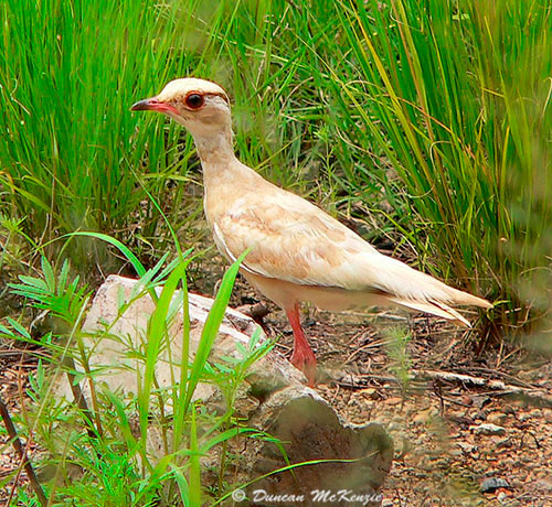 Leucistc Bronze-winged Courser at Bivane Dam