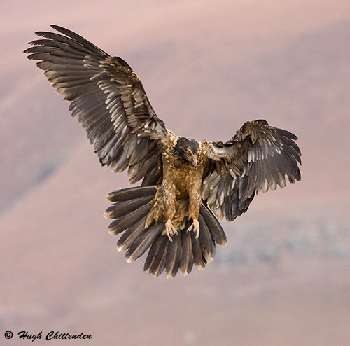 Imm Bearded Vulture